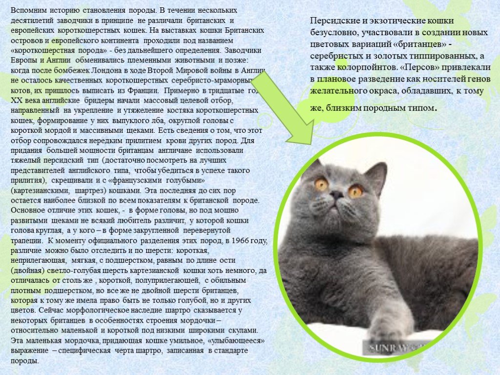Шартрез (картезианская кошка) – описание породы от а до я