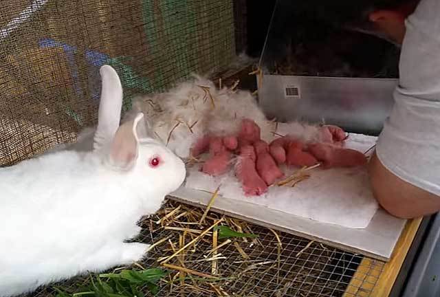 Как и чем кормить маленьких крольчат с крольчихой и без: рацион и нормы кормления