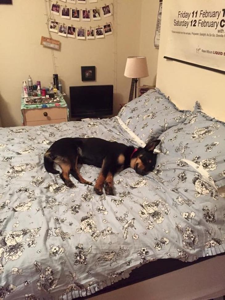 Как отучить собаку спать на кровати с хозяином – 5 простых метода