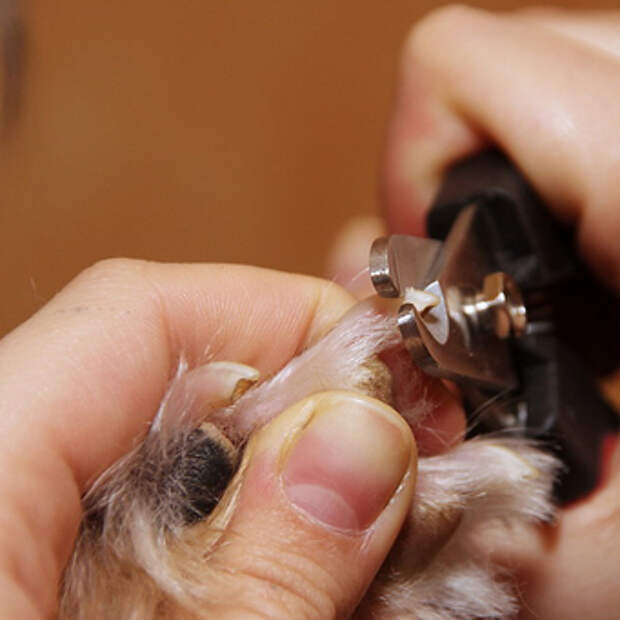 Как правильно подстричь когти собаке йорку?