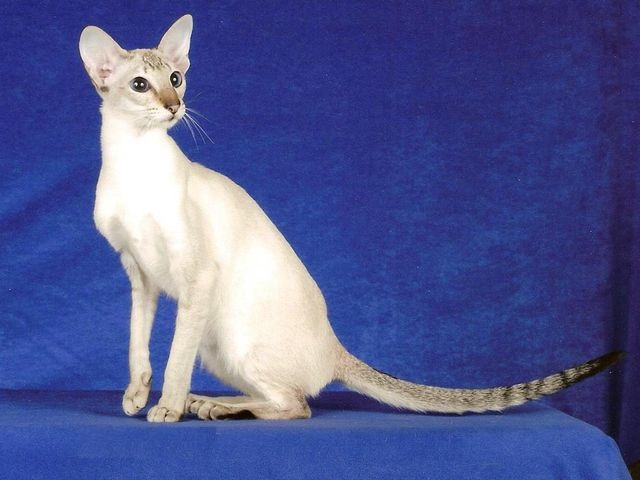Сейшельская кошка