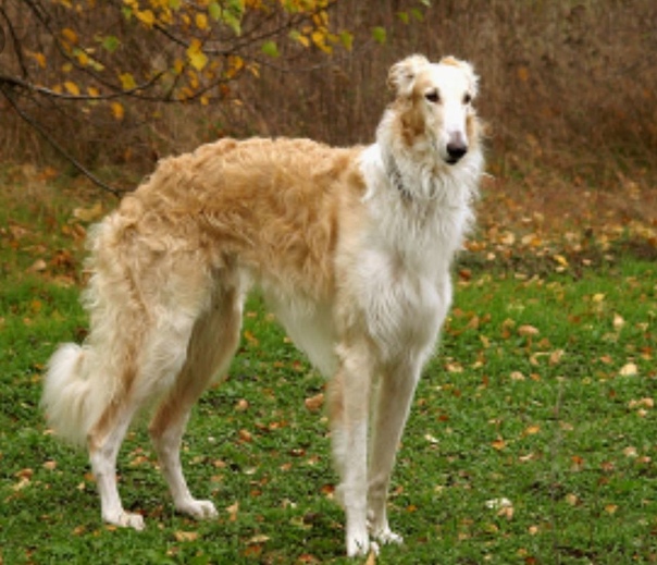 Порода собак русская псовая борзая, характер и как выглядит, какие окрасы допустимы