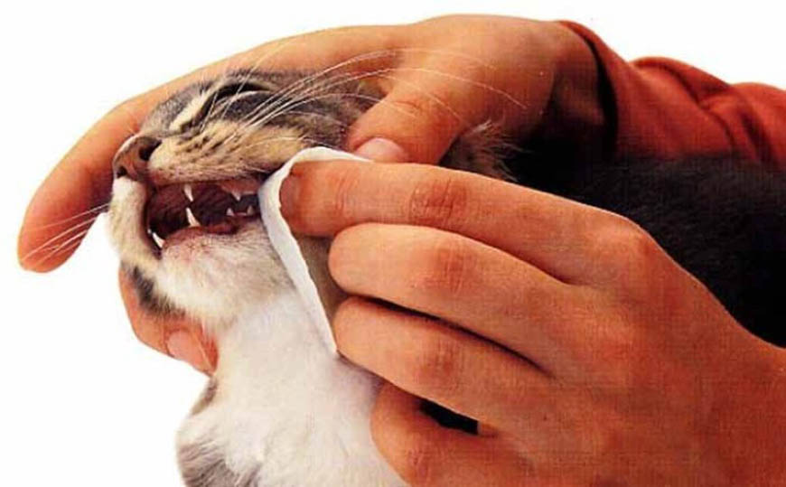 Запах у кошки изо рта - причины, как избавиться, лечение в москве. ветеринарная клиника "зоостатус"