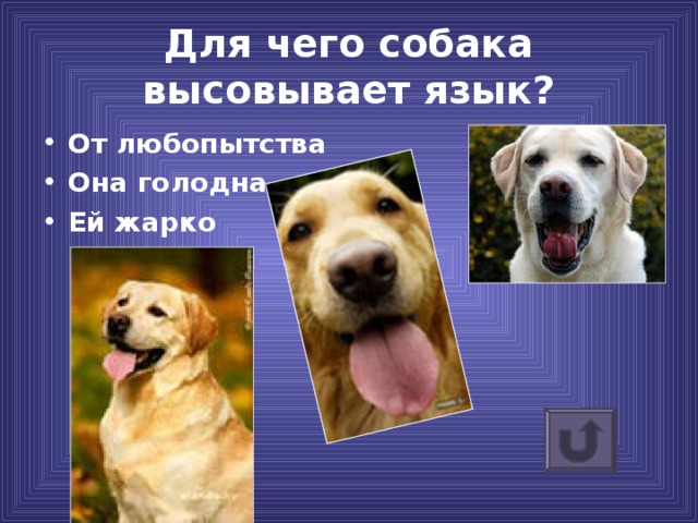 Чем лечат коронавирус: 8 перспективных препаратов