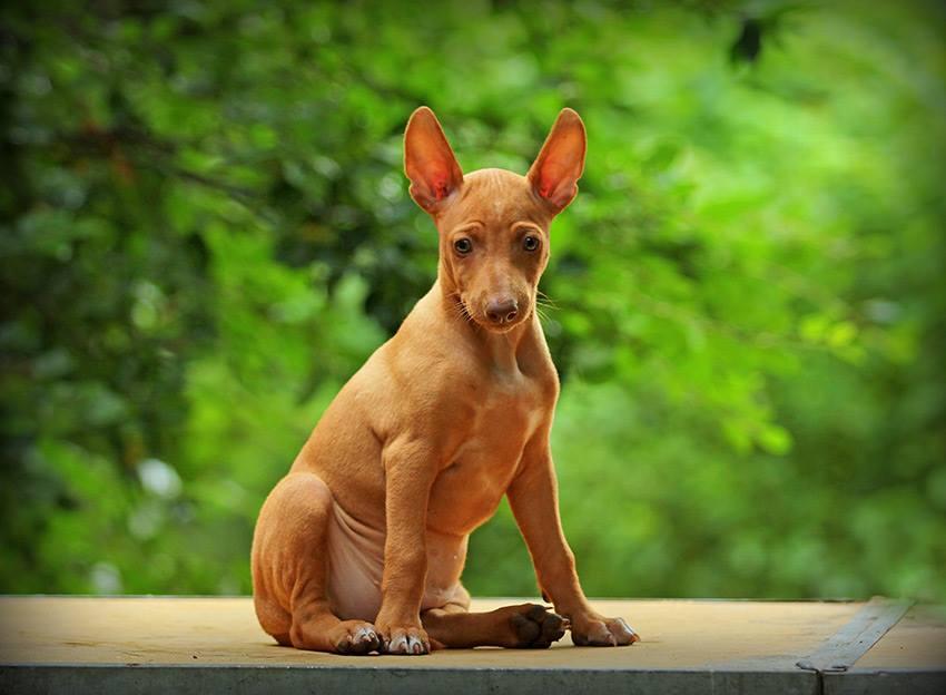 Чирнеко дель этна собака. описание, особенности, уход и цена чирнеко дель этны | животный мир