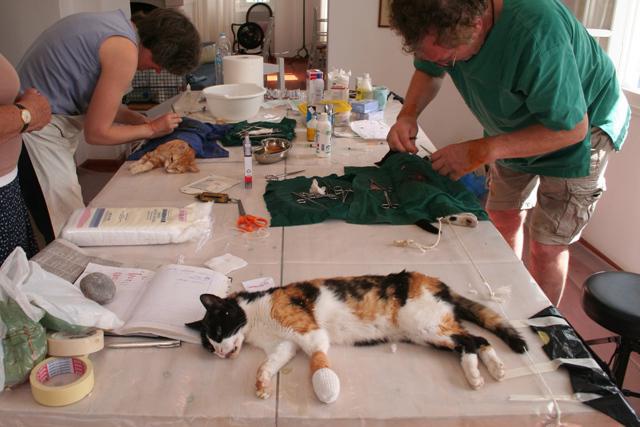 Щадящая стерилизация кошек
