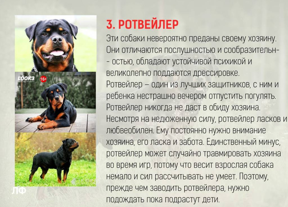 Собака породы немецкая овчарка (140 фото): описание, размеры, окрас, внешний вид, размеры, цена щенка