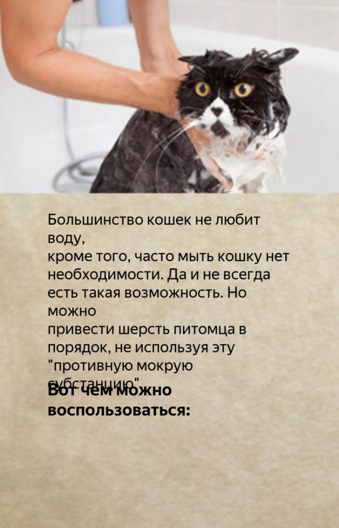 Моем кота и кошку - как часто нужно купать питомца, советы по выбору хорошего шампуня и подборе правильной температуры - purina-catchow.ru