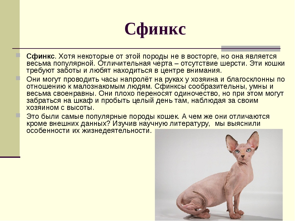 Крыса породы сфинкс. уход за кожей сфинкса