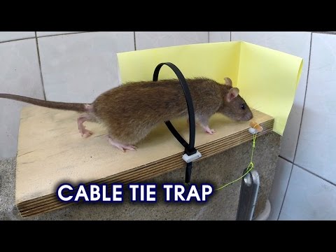 Как сделать ловушку для крыс: фото лучших самодельных крысоловок