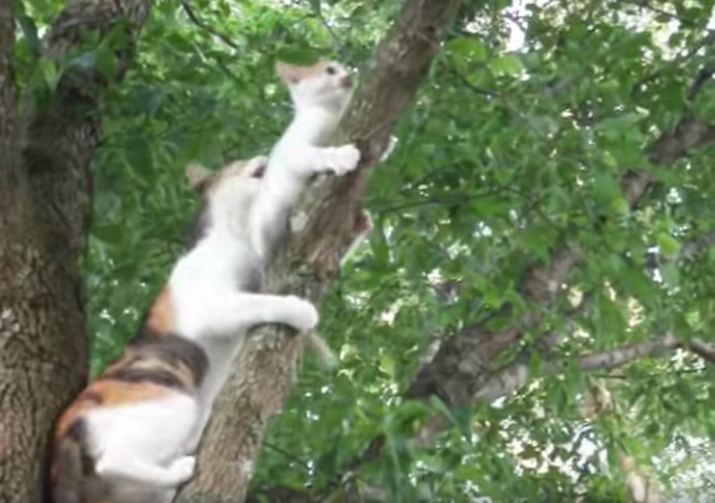 Как снять кошку с дерева | цена, бесплатно, какая служба снимает