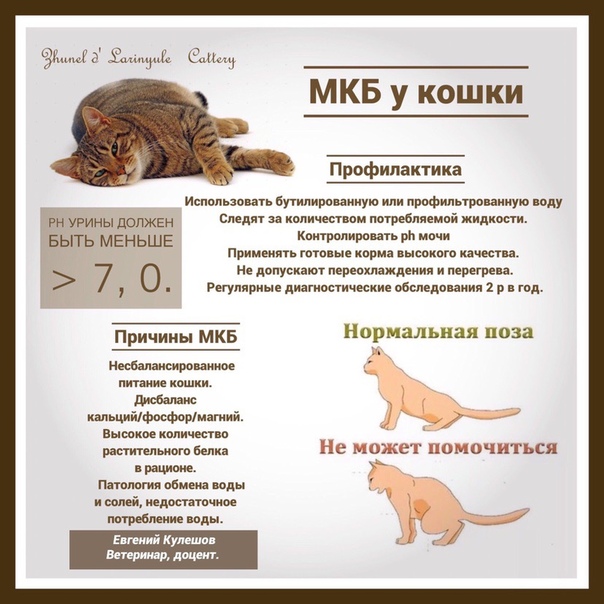 Лечение и профилактика мочекаменной болезни у кошек и собак | артемида - ветеринарная клиника во владимире с 25-летней историей