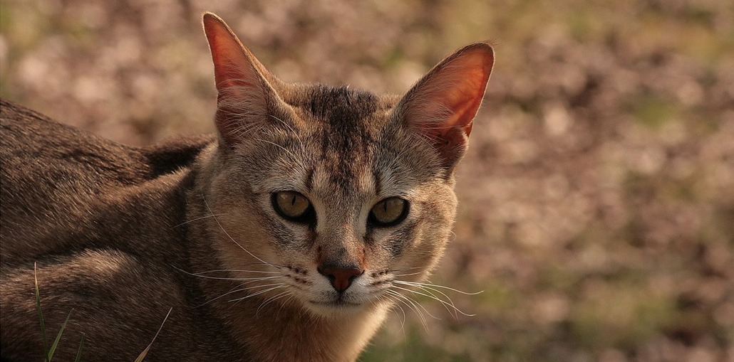 Камышовый кот: описание, фото, уход, характер, цена - kisa.su