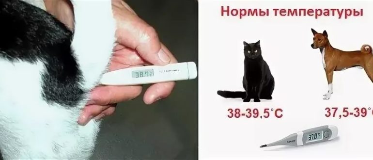 Нормальная температура у кошки: показатели нормы + советы, как измерить и сбить температуру