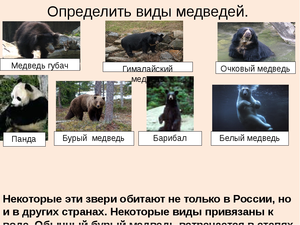 Виды медведей. описание, названия и особенности медведей | живность.ру
