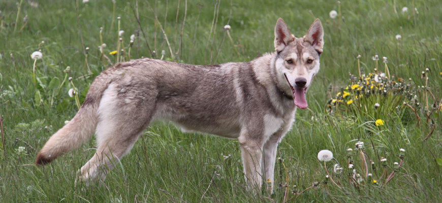 Волчья собака сарлоса: описание, характер, особенности и отзывы