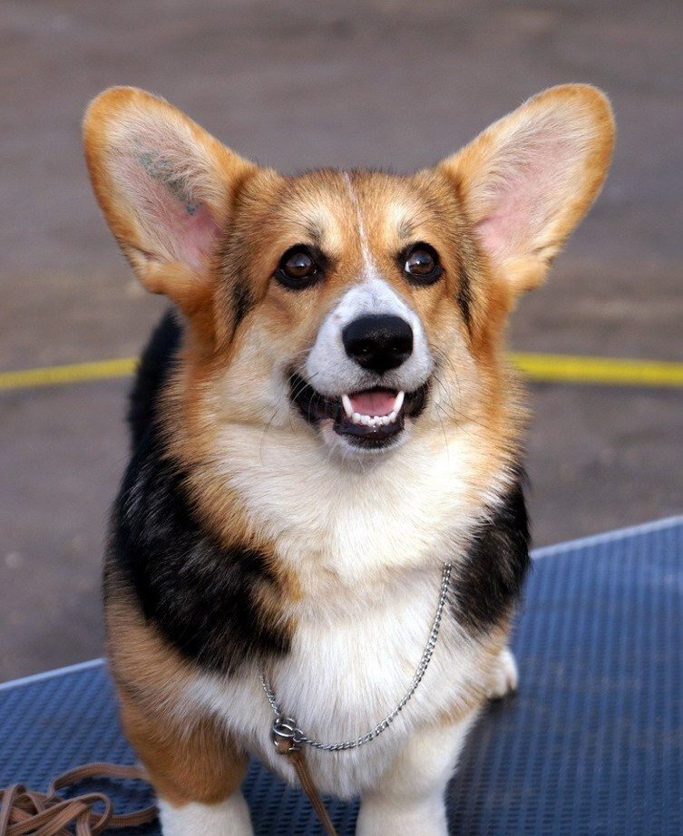 Топ-13 пород собак с длинными ушами: подборка с фото