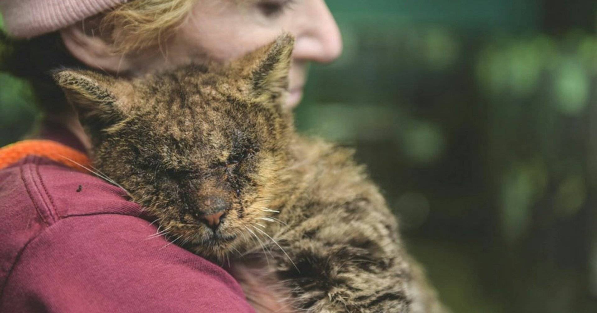Это был просто уродливый кот микротема 2. Кот на руках. Котенок за пазухой. Бездомный уродливый кот. Бездомная кошка и человек.