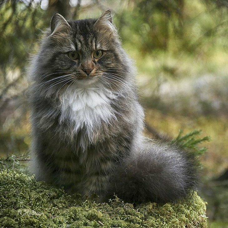 Норвежская лесная кошка – северная красавица в шикарной шубе