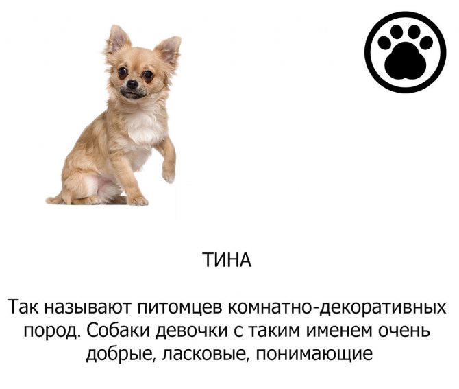 Клички для собак-мальчиков маленьких пород: прикольные и красивые имена, которыми можно назвать щенков мелких пород