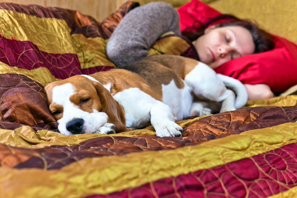 Собака спит на кровати, для кого вредно, а кому полезно