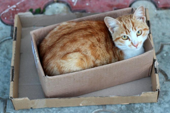 Правда раскрыта: почему кошки так любят лежать в пакетах, коробках и на бумаге. почему коты любят коробки: топ основных причин