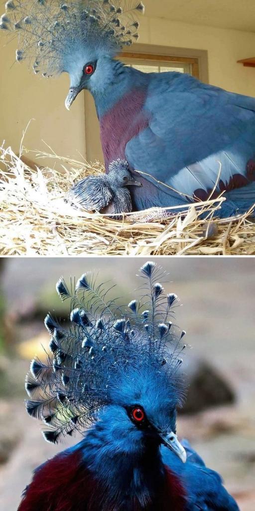 Породы голубей: описание, фотографии, названия диких и домашних видов голубей + советы по уходу и разведению