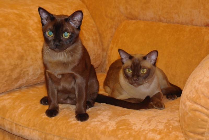 Бурманская кошка (бурма) фото, цена и описание породы бурма