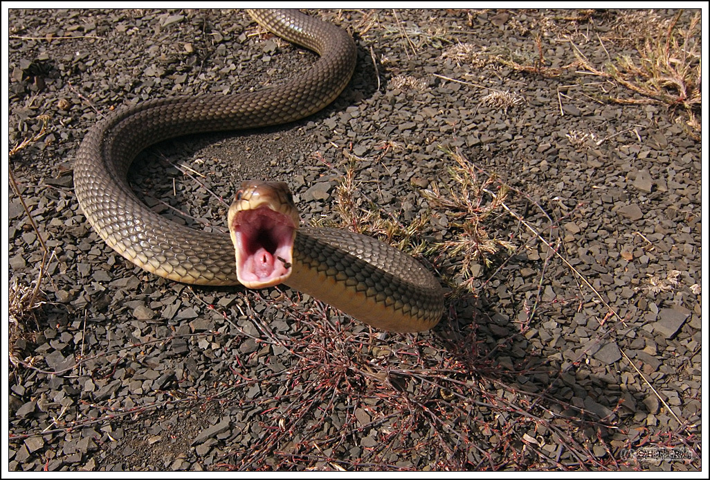 Змеи ростовской области — фото и названия