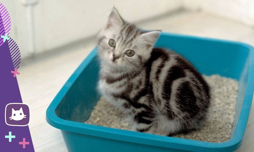 Как приучить котенка к водным процедурам и может ли он научиться плаванию