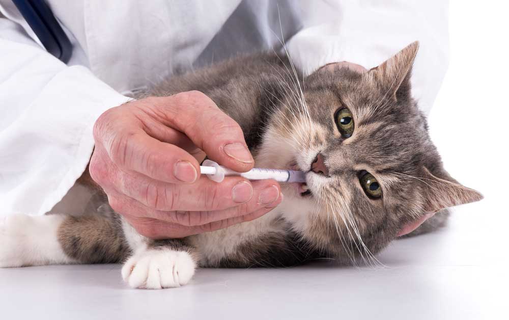 Рвота с кровью у кошек - «айболит плюс» - сеть ветеринарных клиник