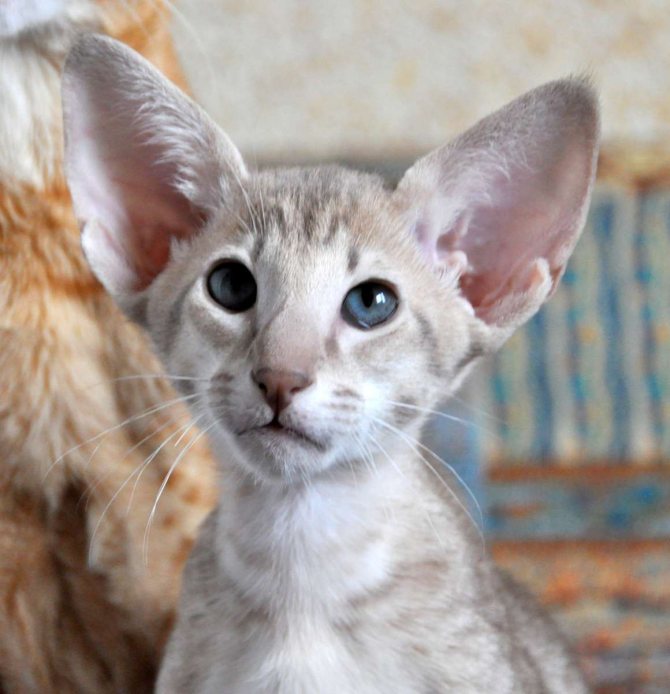 Происхождение и описание кошек породы ориентал