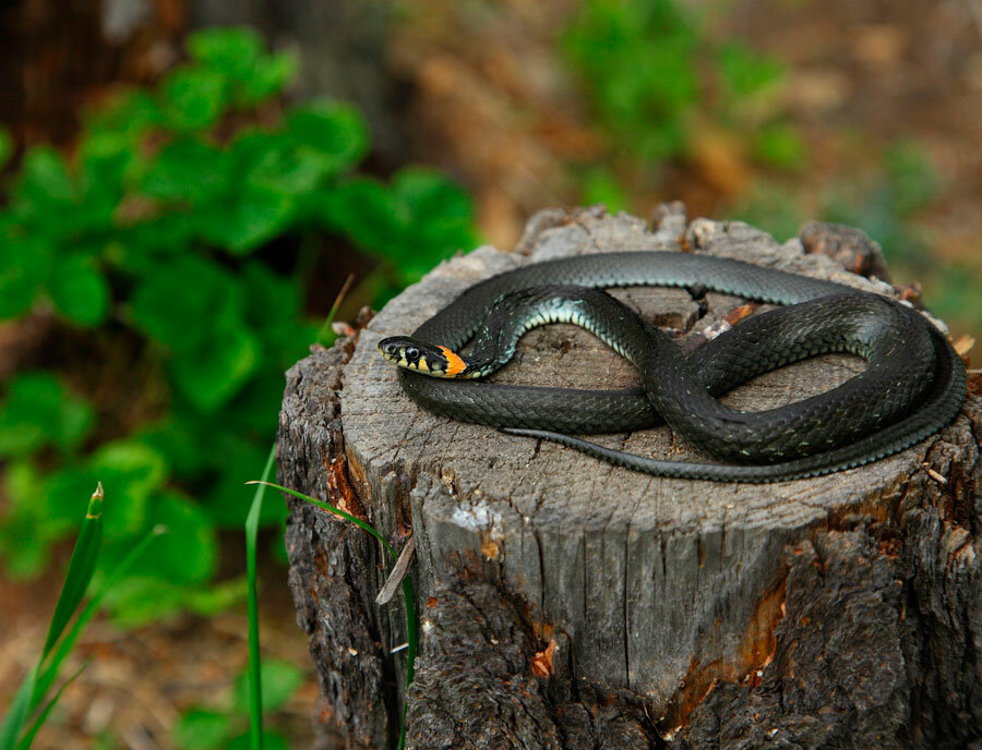 Змея уж: ее повадки, образ жизни, места обитания, внешний вид, фото