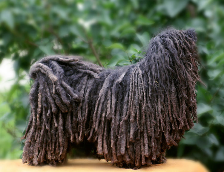 Порода собак с дредами фото порода