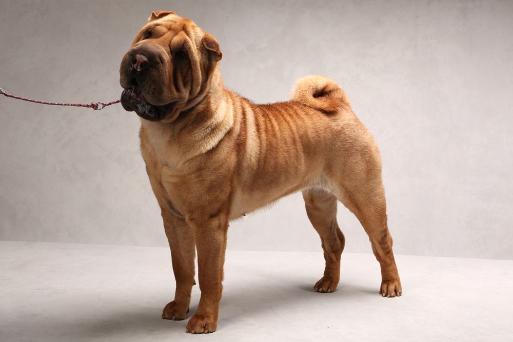 Шарпей собака фото, характеристика и описание породы, отзывы владельцев