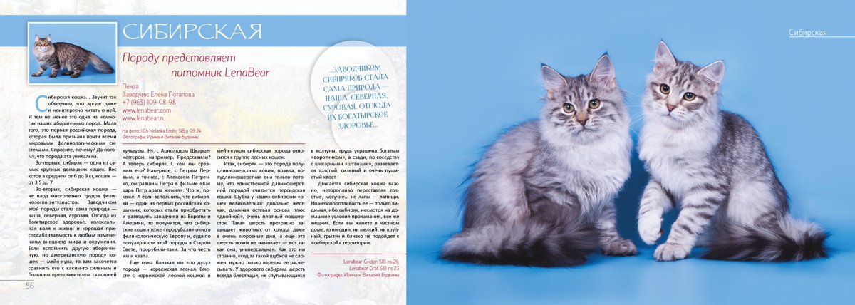 Крупные породы кошек: виды с фото, особенности ухода и содержания, отзывы владельцев больших котов