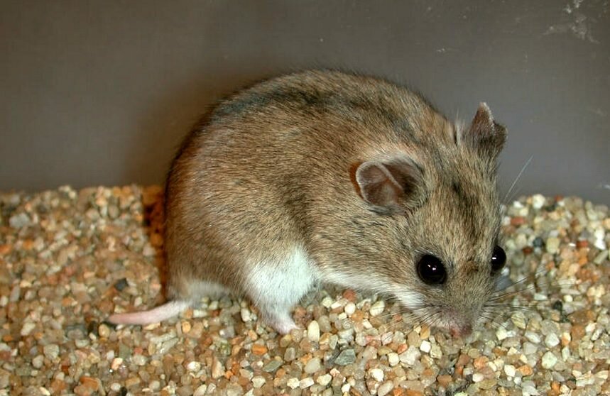 Самые популярные породы домашних декоративных крыс
