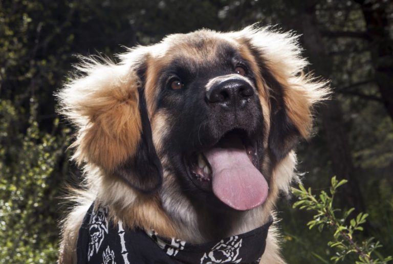 Самая большая собака в мире топ-10: породы и цены за щенков