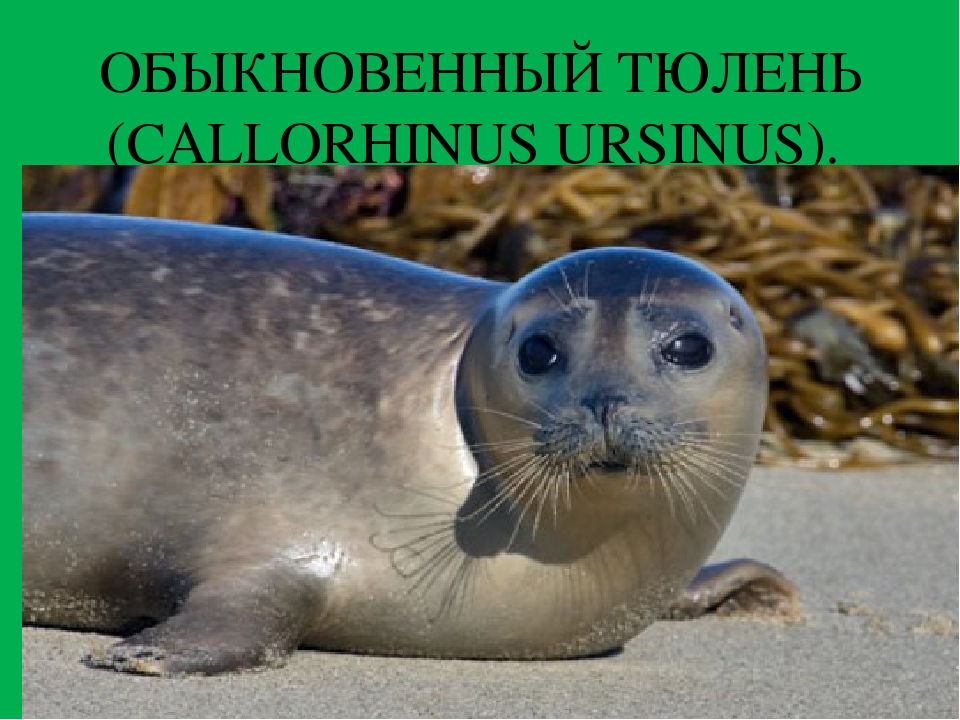 Тюлень ваше имя (обязательно) ваш e-mail (обязательно) тема сообщение пожаловаться ▲▼ проблемыинформация невернаопечатки, неверная орфография и пунктуацияинформация потеряла актуальностьнедостаточно и
