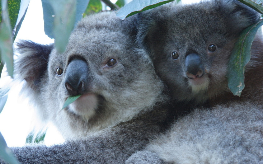 Животное коала: интересный обзор с фото и описанием, как выглядит, где живут, интересные факты