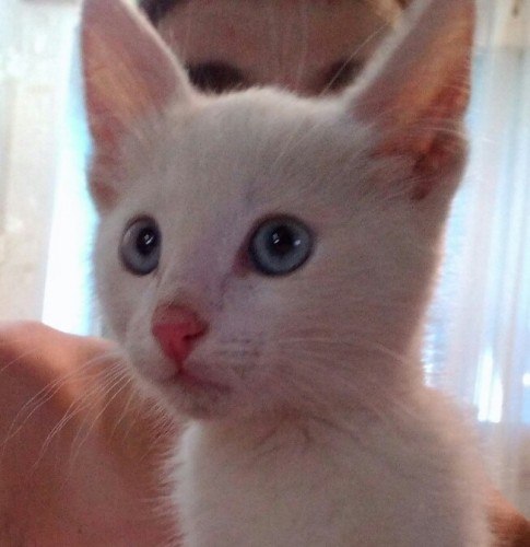 Как называется порода белых глухих кошек. глухота белых кошек. от чего зависит цвет глаз у кошек