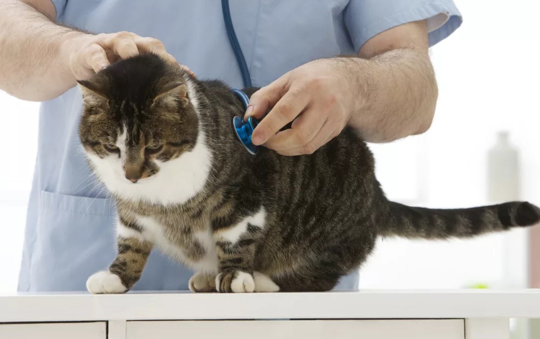 Сепсис у кошек - причины, лечение заражения крови у кошек в москве. ветеринарная клиника "зоостатус"