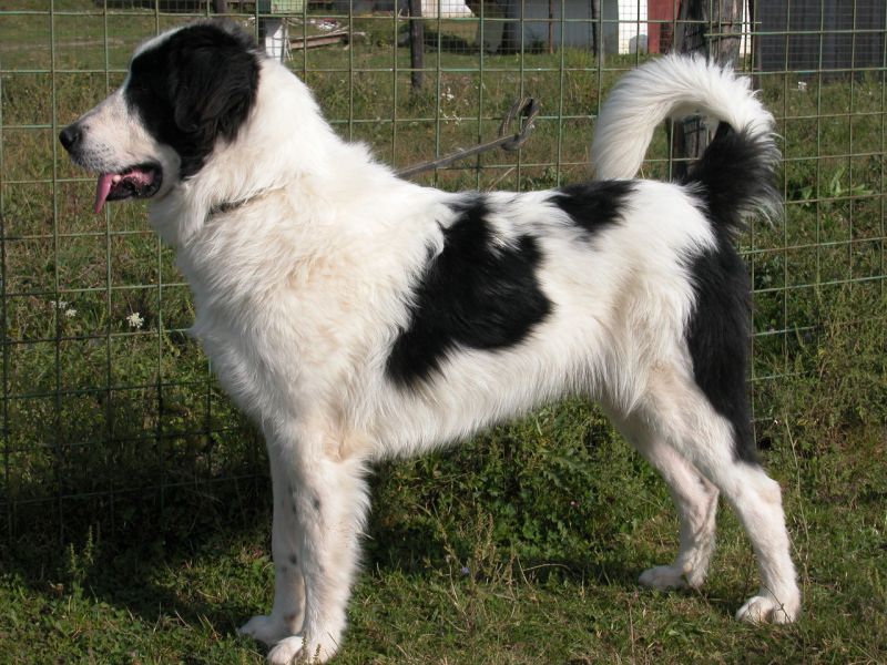 Хорватская овчарка: характеристика, описание, уход (с фото) | все о собаках