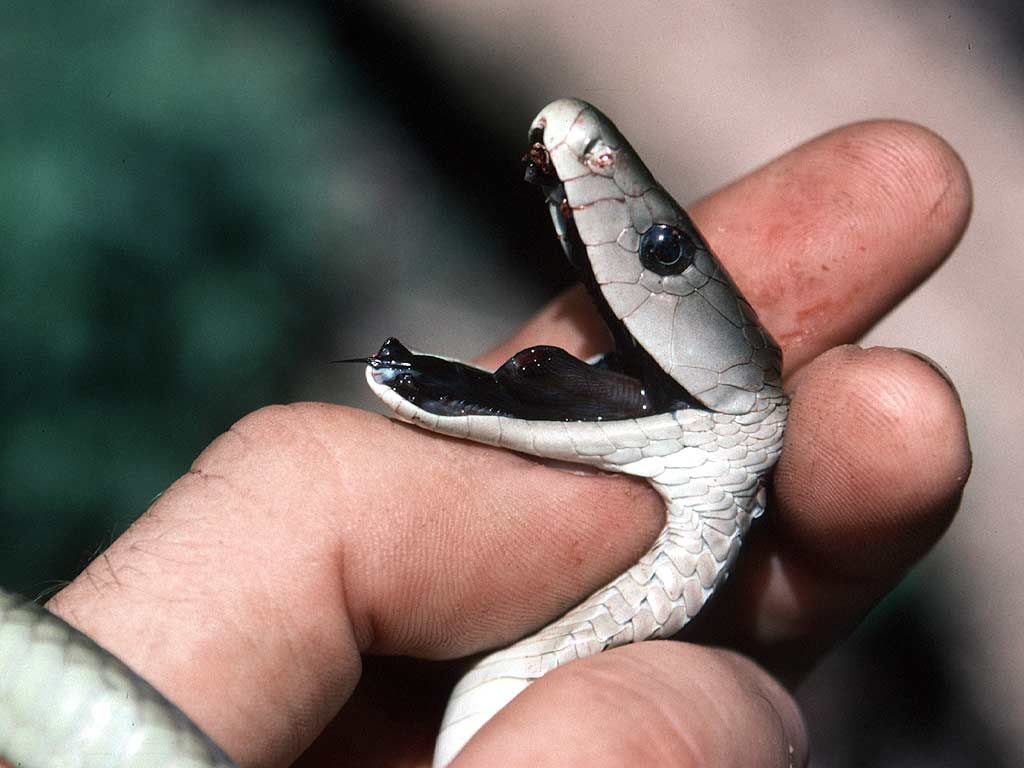 Самые опасные змеи в мире. какая самая опасная змея в мире