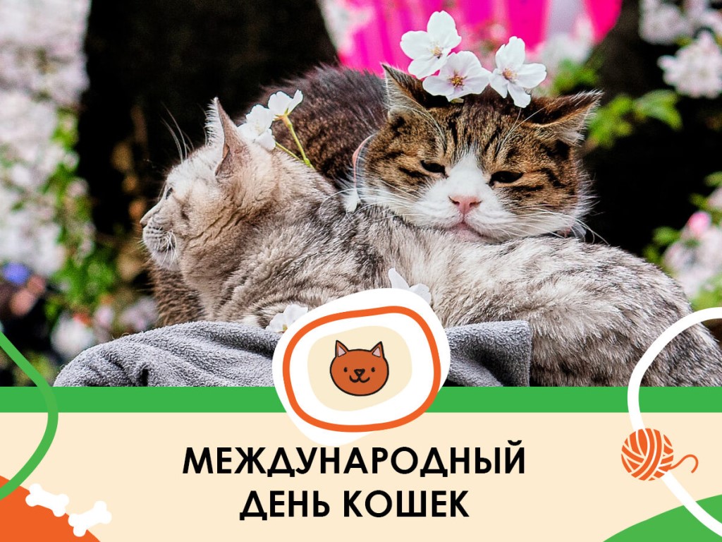 Всемирный день кошек и котов в 2018 году