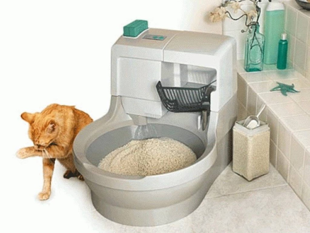 Рекомендации по созданию и уходу за туалетом кошки