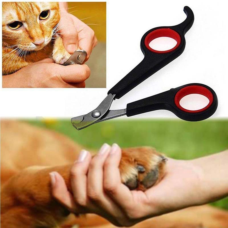 Как подстричь когти кошке: cоветы и рекомендации