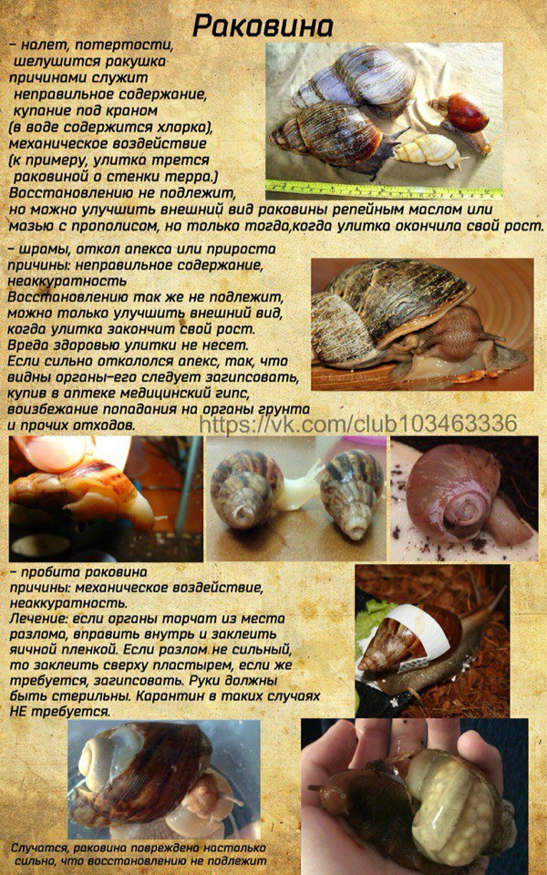 Может ли улитка жить без раковины?