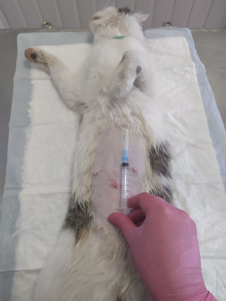 Стоимость стерилизации кошки, стерилизация кошки цена в зоомедик