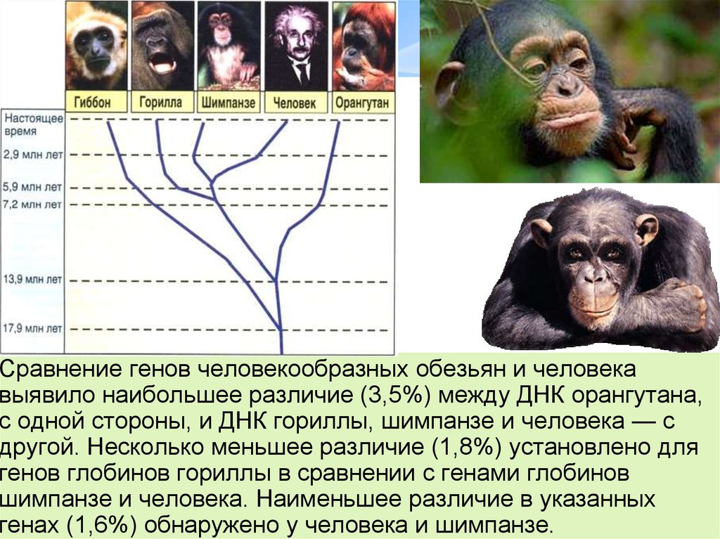 Виды обезьян с названиями, характеристика каждой породы